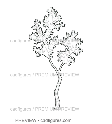 Preview: Olive tree · young tree