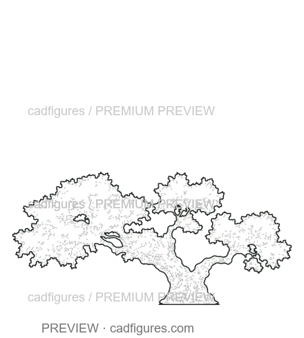 Preview: Olive tree · open asymmetric crown