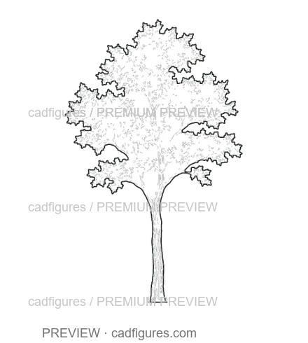 Preview: Holm oak · young tree