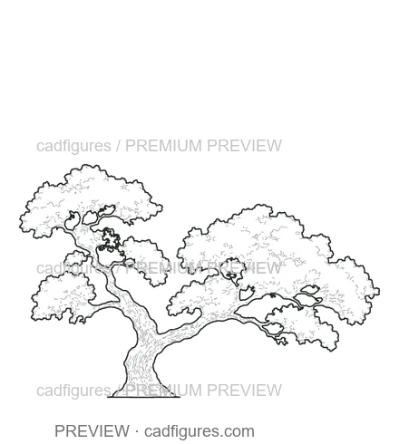 Preview: Holm oak · open asymmetric crown