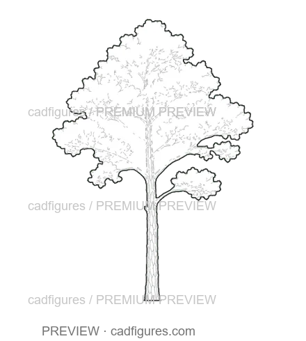 Preview: Stone pine · young tree