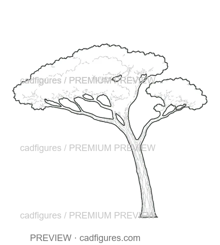Preview: Stone pine · open asymmetric crown