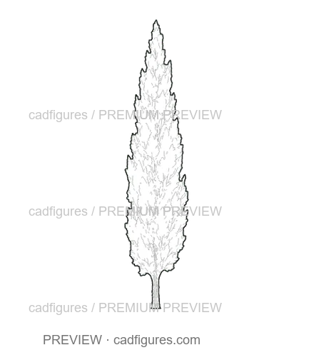 Preview: Italian cypress · young tree