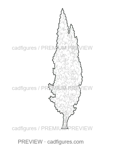 Preview: Italian cypress · mature irregular column