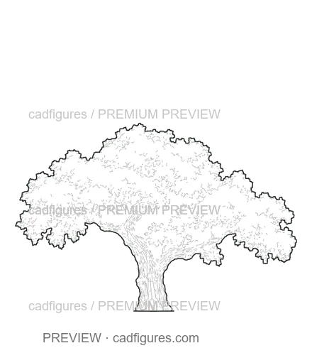 Preview: Cork oak
