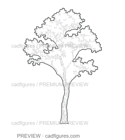 Preview: Cork oak · young tree
