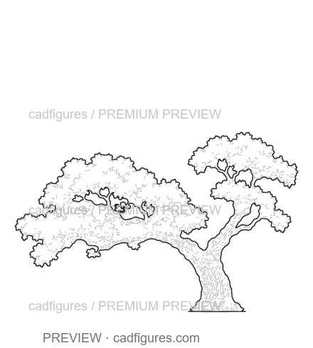 Preview: Cork oak · open asymmetric crown