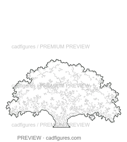 Preview: Carob tree