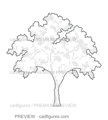 Preview: Carob tree · young tree