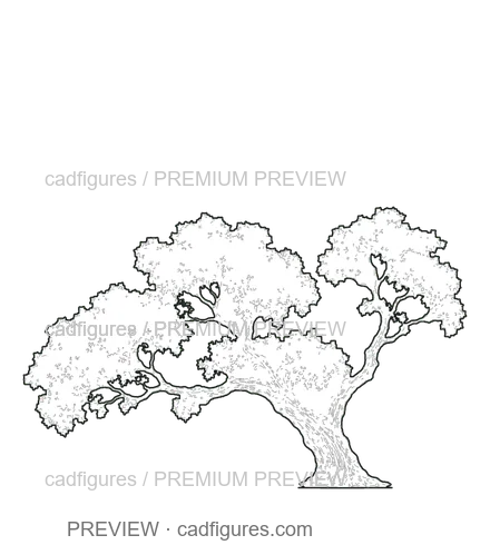 Preview: Carob tree · open asymmetric crown