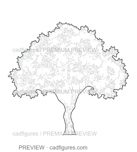 Preview: Strawberry tree