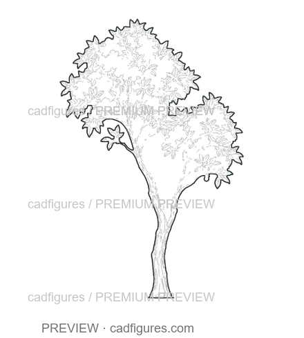 Preview: Strawberry tree · young tree