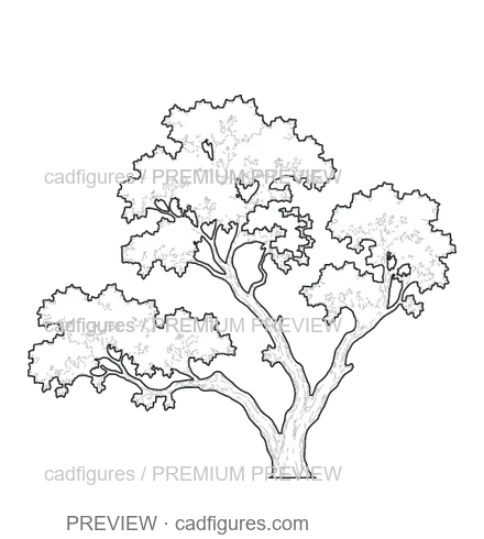 Preview: Strawberry tree · open asymmetric crown