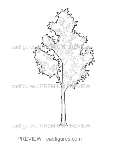 Preview: Bay laurel · young tree