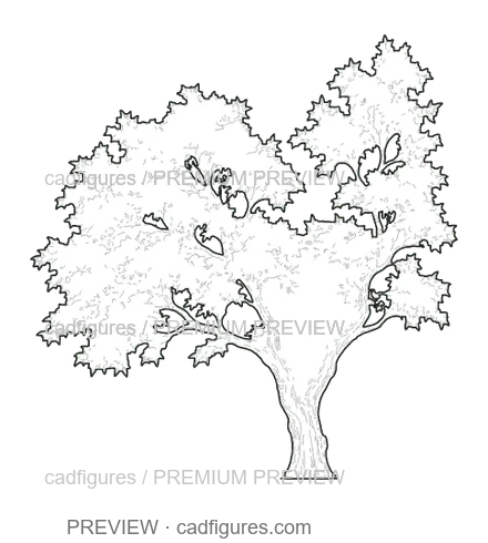 Preview: Bay laurel · open asymmetric crown