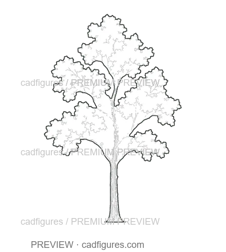 Preview: English oak · young tree
