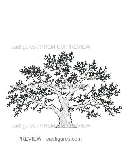 Preview: English oak · winter branches