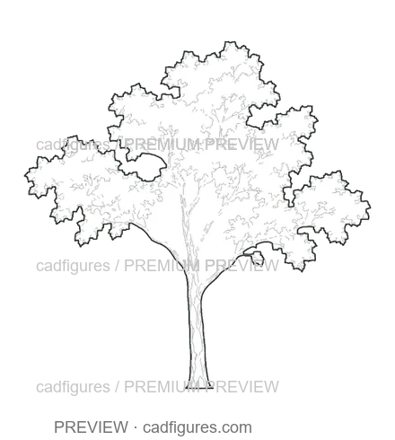 Preview: London plane · young tree