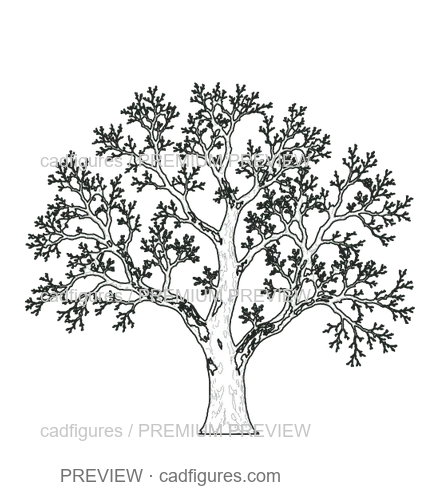 Preview: London plane · winter branches