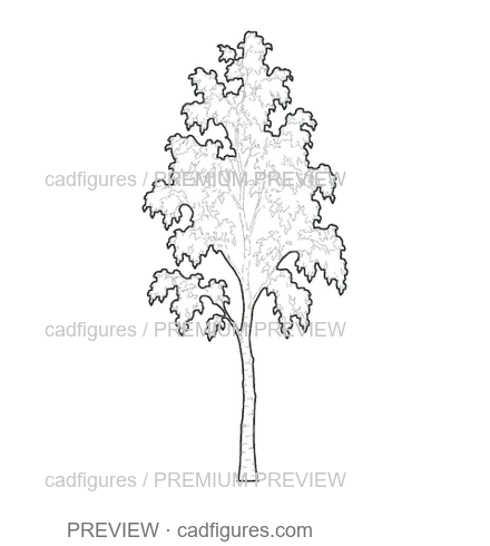 Preview: Silver birch · young tree