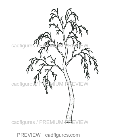 Preview: Silver birch · winter branches