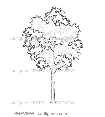 Preview: Small-leaved lime · young tree