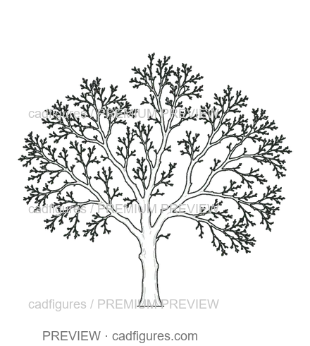 Preview: Small-leaved lime · winter branches