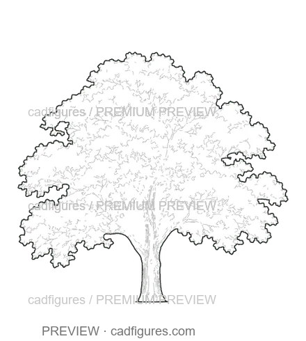 Preview: European beech