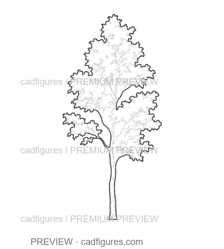 Preview: European beech · young tree