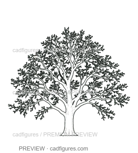 Preview: European beech · winter branches