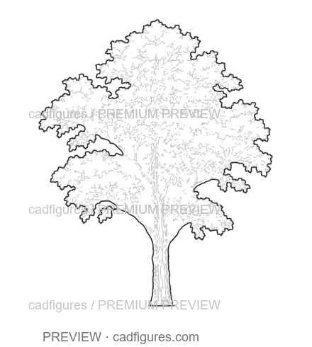 Preview: European ash
