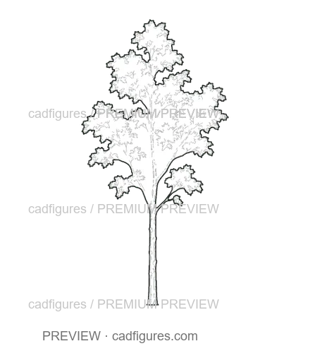 Preview: European ash · young tree