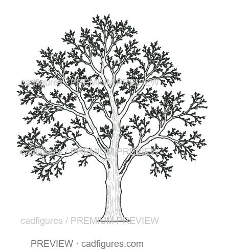 Preview: European ash · winter branches