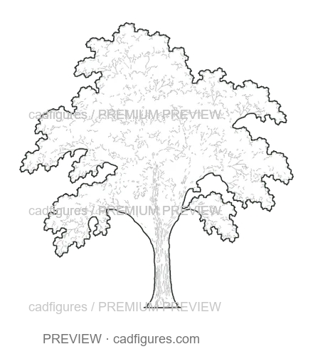Preview: Field elm