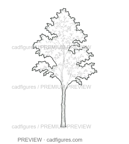 Preview: Field elm · young tree