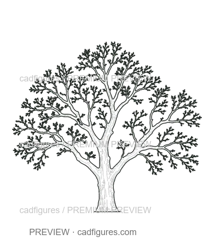 Preview: Field elm · winter branches