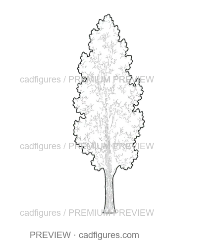 Preview: Black poplar