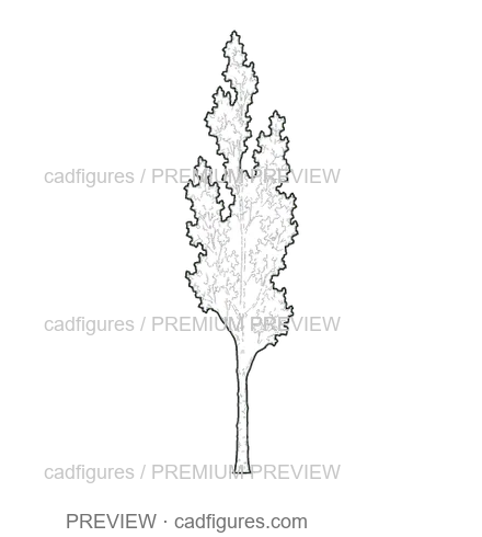 Preview: Black poplar · young tree