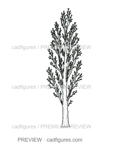 Preview: Black poplar · winter branches