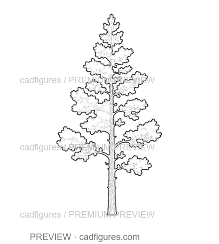 Preview: Scots pine · young tree