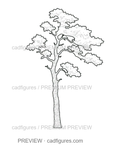 Preview: Scots pine · open asymmetric crown