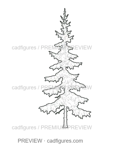 Preview: Norway spruce · young tree