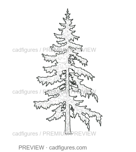Preview: Norway spruce · open tiered branches
