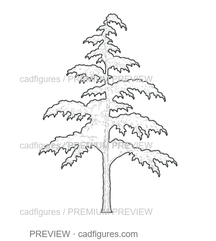 Preview: Atlas cedar · young tree
