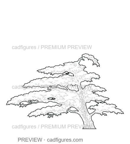 Preview: Atlas cedar · open asymmetric crown