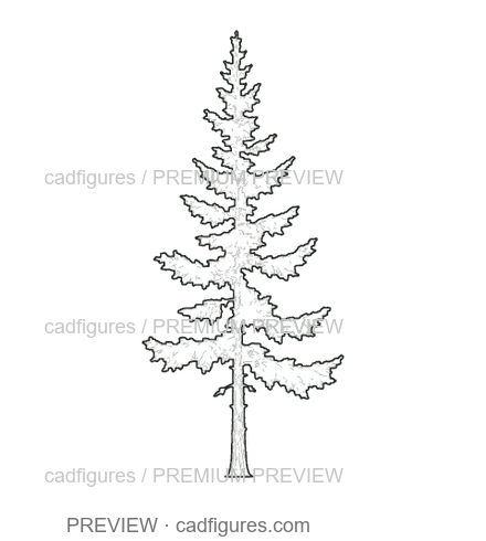 Preview: Silver fir · young tree