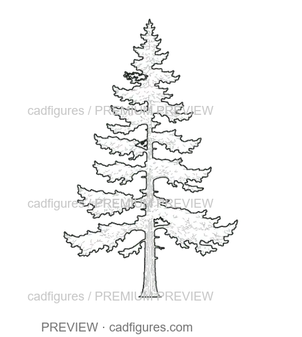 Preview: Silver fir · open tiered branches