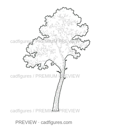 Preview: Aleppo pine