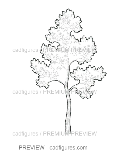 Preview: Aleppo pine · young tree