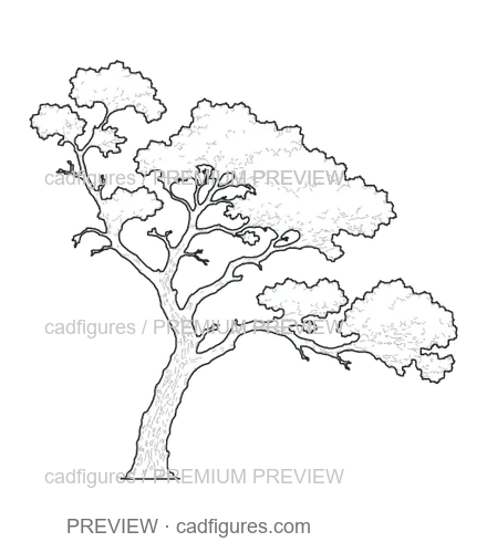 Preview: Aleppo pine · open asymmetric crown